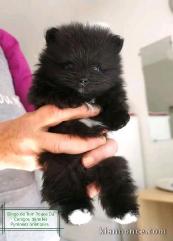 Chiot spitz nain mâle à donner 