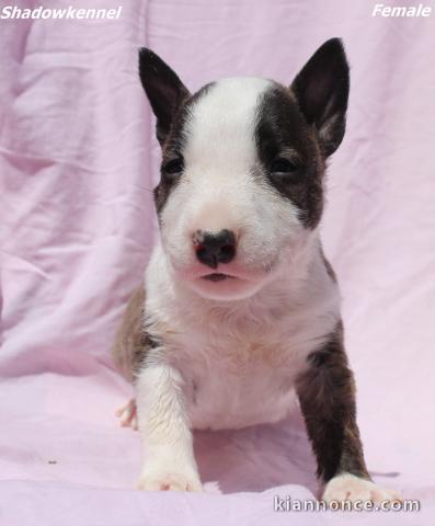 Mini Bull Terrier chiots