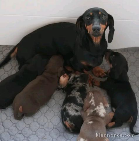 Je donn chiot teckel disponible 