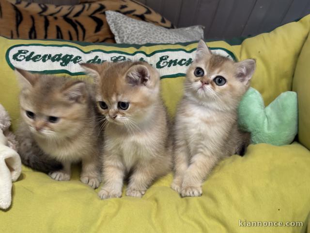 Chaton british Longhair a donner 
