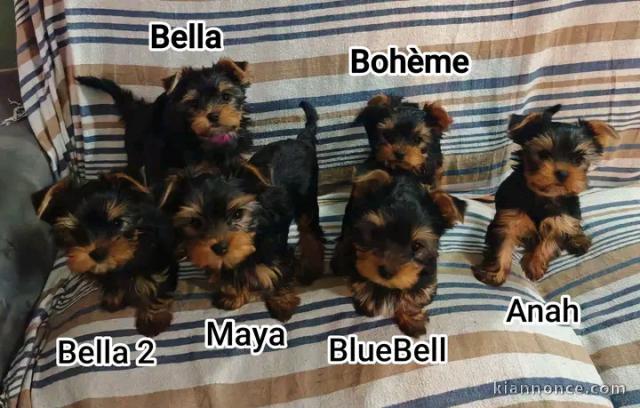 Dons chiots York mâle et femelle 