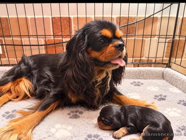 Adorable chiots cavalier King Charles femelle 