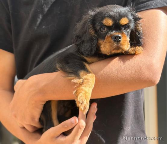 Chiots cavalier King Charles femelle 