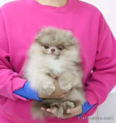 Magnifique chiots Spitz nain disponible 