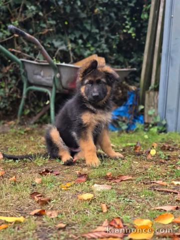 Berger allemand disponible intéressé inbox 