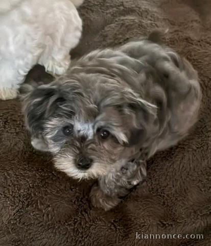 Je donne chiots morkie mâle 
