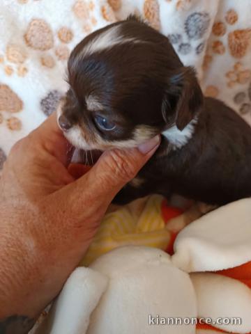 Je donne chiots chihuahua disponible 