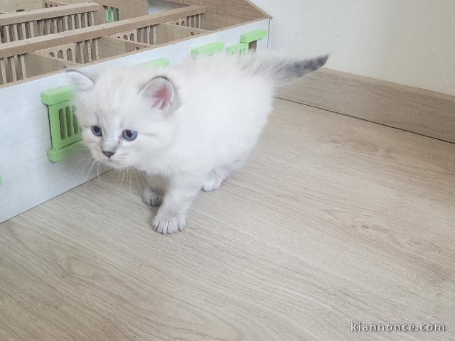Chaton Sibérien mâle a donner 