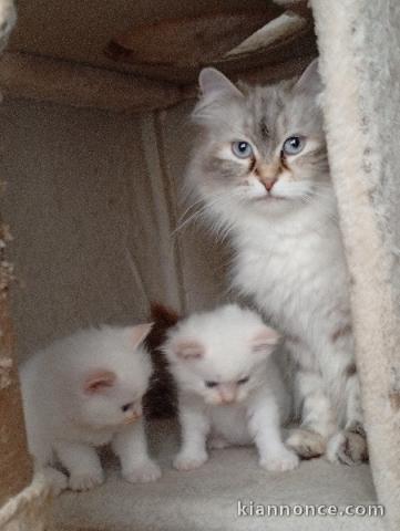 Adoption chaton Sibérien disponible 