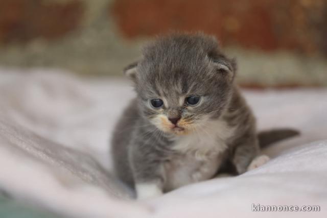 Je donne chaton Sibérien contre bon soins 