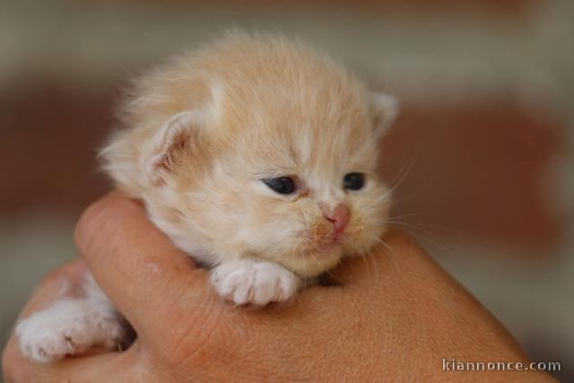 Magnifique chaton Sibérien disponible 