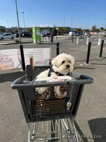 Je donne chiots Bichon maltais adorable 