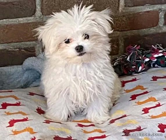 Adoption chiots Bichon Maltais Mâle 