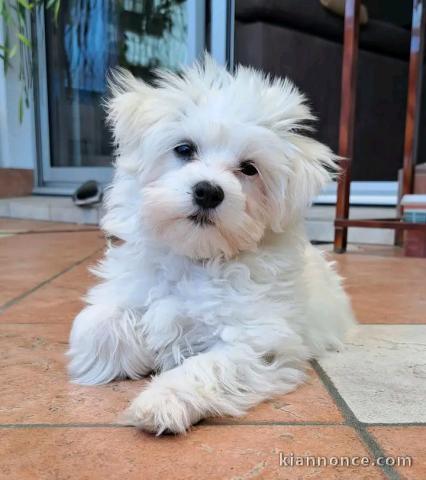 Adorable chiots Bichon maltais disponible 