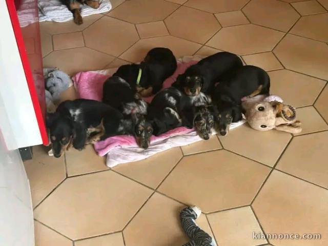 Adoption chiots York mâle et femelle disponible 