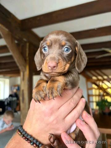 Chiots teckels disponible Âge de 3 mois 