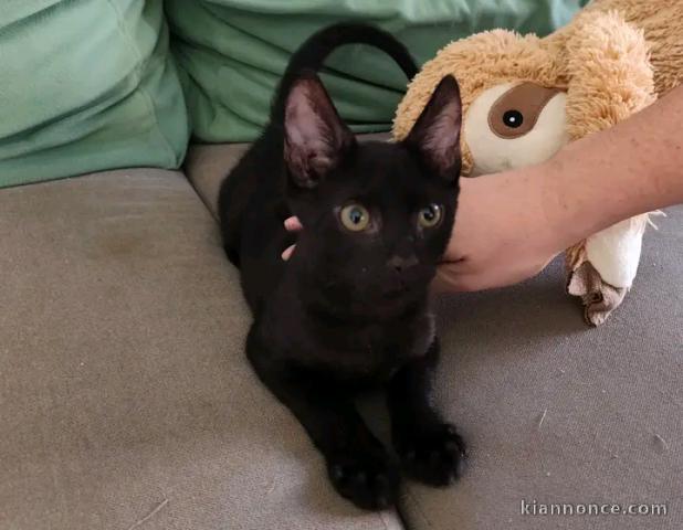 Magnifique chaton noir disponible 