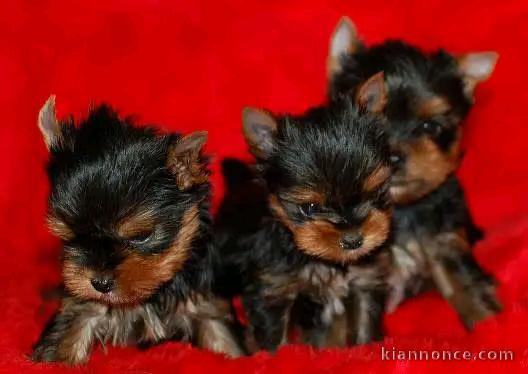 Adoption chiots yorkshire disponible 