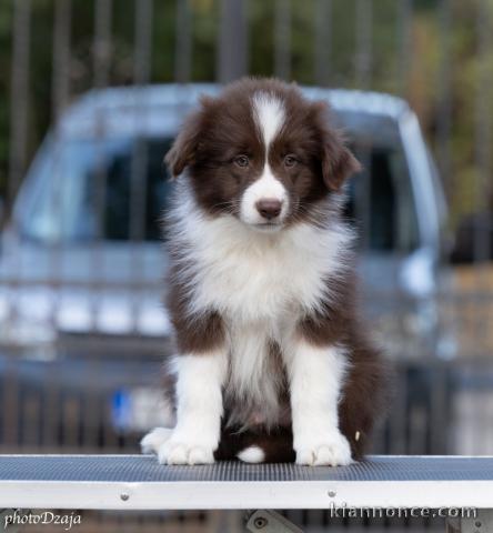 Border collie chiots à vendre