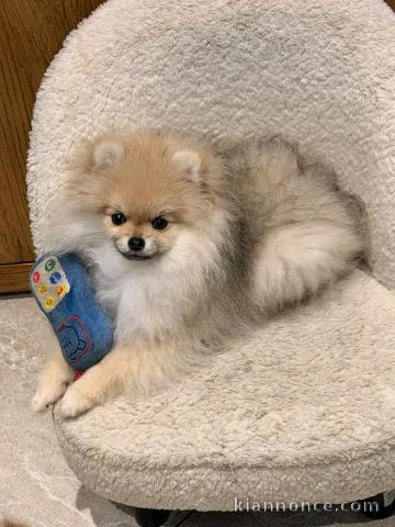 adorable chiot spitz Nain mâle a vendre 