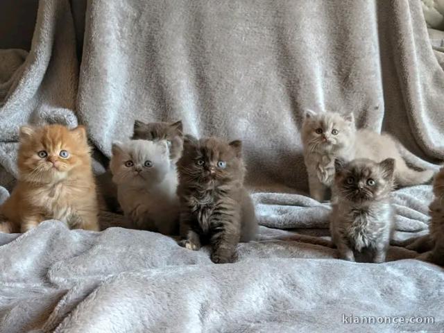 Chaton british Longhair a donner 