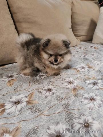 chiots spitz nain à vendre 