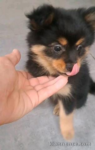 Annonces chiots spitz nain disponible 