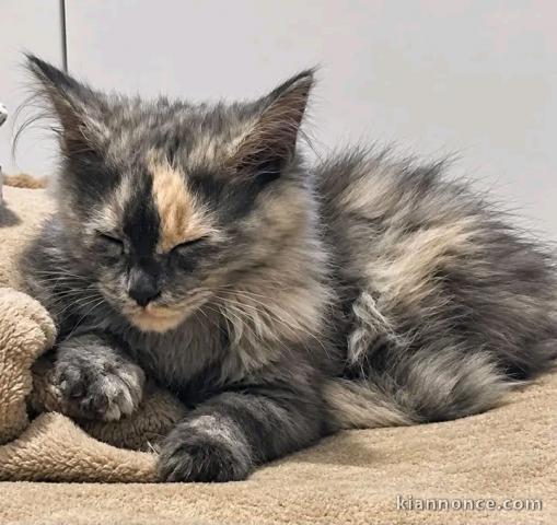 Chaton Maine coon disponible pour adoption 