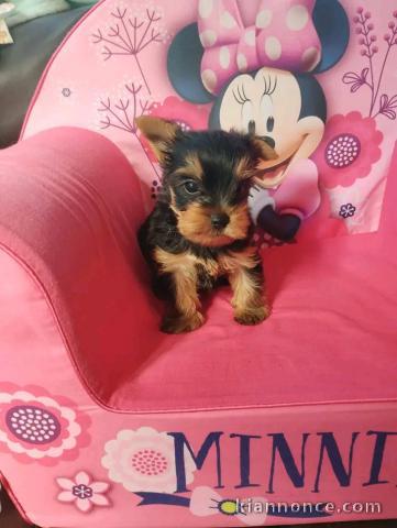 Type chiots yorkshire femelle disponible 