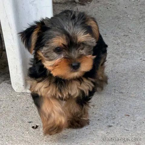 Adoption chiots yorkshire femelle 