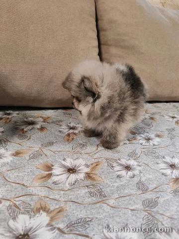 Adorable chiots spitz nain mâle et femelle 
