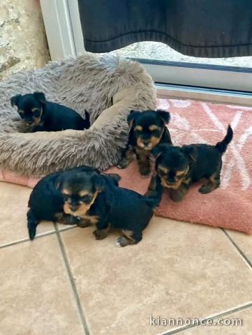 Dons chiots York mâle et femelle 