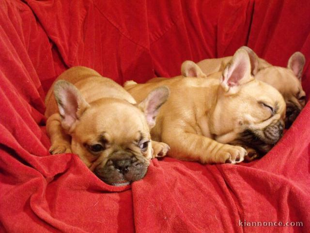 Adoption chiots bouledogue français 