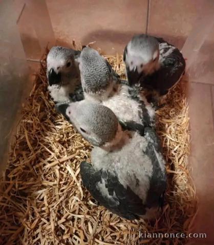 Dons perroquets gris du Gabon 