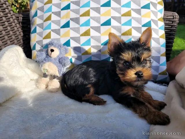 Magnifique chiots yorkshire femelle a donner 
