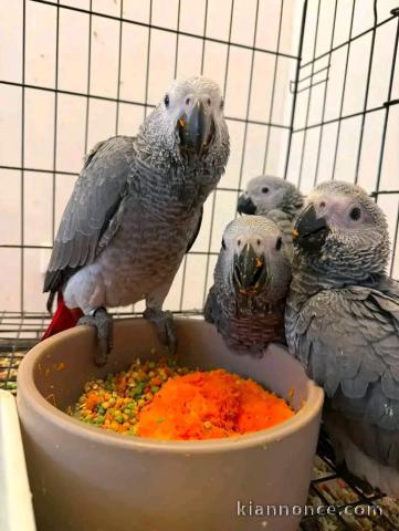 Perroquets gris du Gabon pour compagnie 