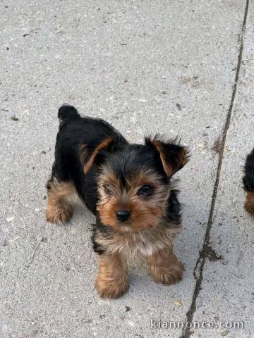 Je donne chiots yorkshire femelle 