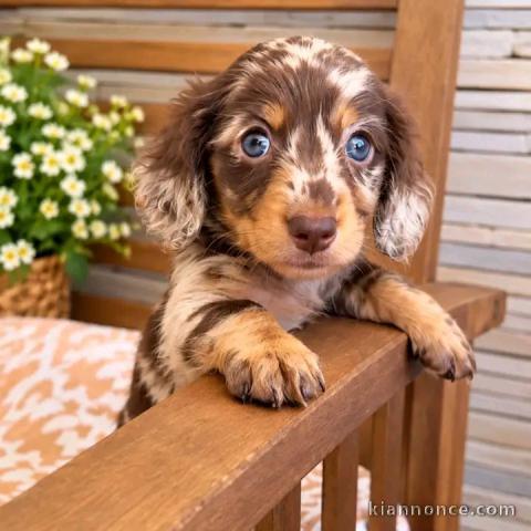 Chiots teckels disponible Âge de 3 moi 