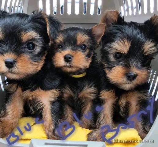 Type Yorkshire femelle et mâle à céder 