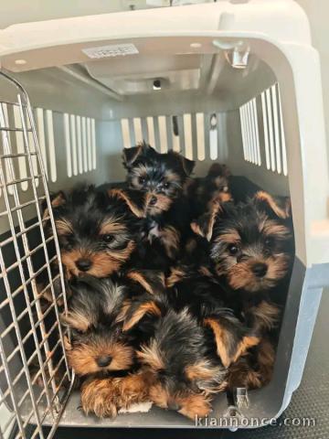 Chiots yorkshire femelle et mâle à céder urgent 