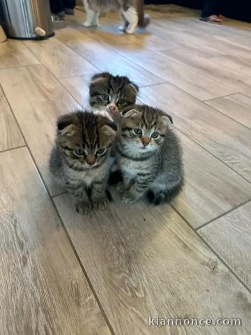 Chatons femelles scottish fold disponibles