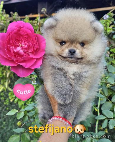 Pomeranian Boo – chiots