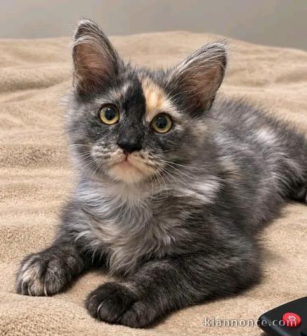 Chaton Maine coon disponible pour adoption 