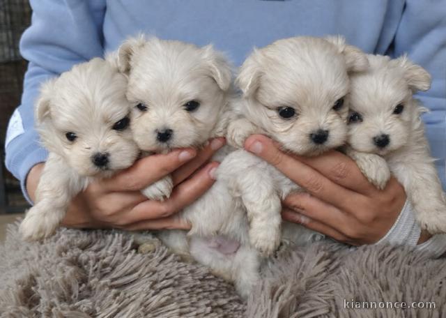 Chiots bichons maltais