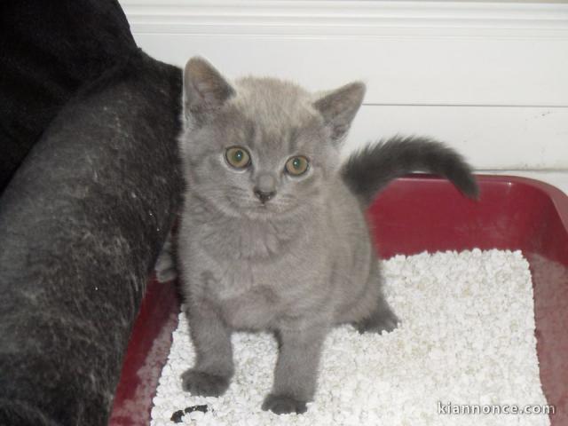 Chaton Chartreux disponible MÂLE 