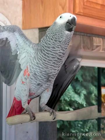 Perroquets gris du Gabon à céder 