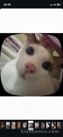     chat de type siamois