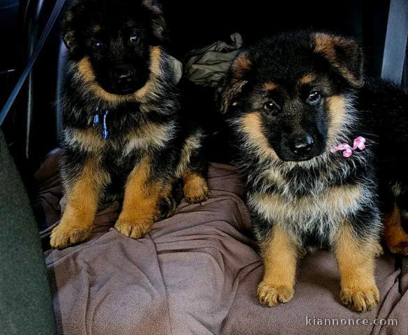 Chiots berger allemand disponible à donner 