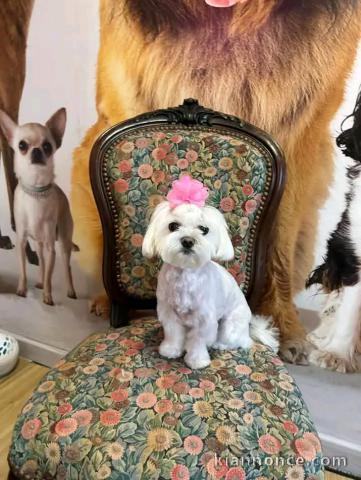 Chiots Bichon Frise Mâle a céder 