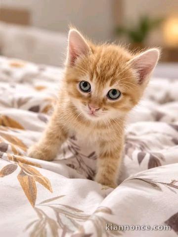Chaton roux à donner urgent 